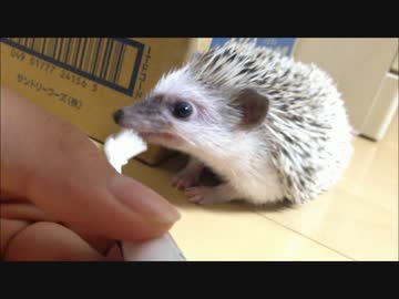 ハリネズミ、歯を磨く。