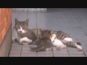 野良母猫、子猫にせがまれて往来前でまさかの公開授乳