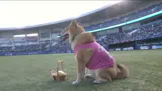 【プロ野球パ】今年もベースボール犬わさび登場！安定の可愛さ