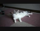 【#256】 脱走防止　【猫万歳】