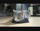 【モアクリ】 借りてきたネコ（修正版）