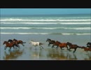 Wildlife(test)