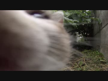 【親猫】ねこの巣にGopro突っ込んでみた。part1【子猫】