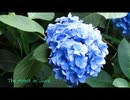【NNI】The robot in June.【エレクトロニカ】