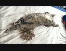 人間味のある猫