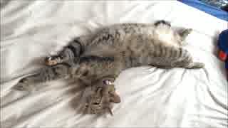 人間味のある猫