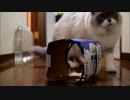 もはや猫のリアクションではないと思う