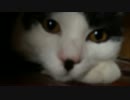 猫に見つめられたくてガン見　2