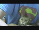 ねことウクレレ（6）