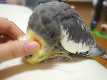 きもちいいオカメインコ
