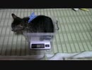 【生後0~90日】ここ90日の【蒼民家の猫々】