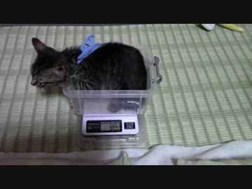 【生後0~90日】ここ90日の【蒼民家の猫々】