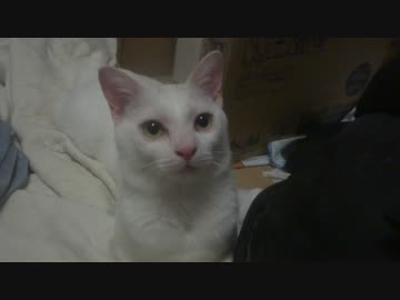 甘ったれ保護猫、掃除中に遊びの要求を強硬に行う