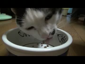 みーちゃんのお食事会にようこそ
