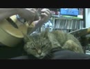 演奏ミスると機嫌が悪くなるネコ