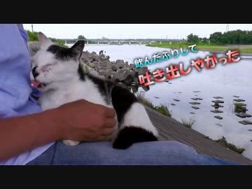 イチの分際で姑息な技を使うようになった。【魚くれくれ野良猫】