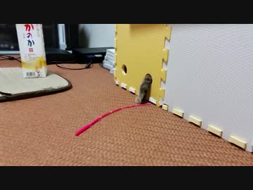 ｼｭｯｼｭｯ!! ฅ ﾞ
