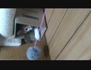 釣れたよ！メロたん。