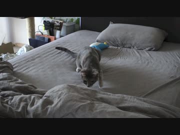 【モアクリ】 戸惑いネコパンチ