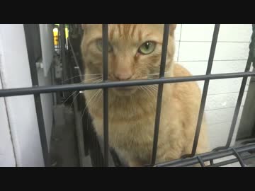 【公園猫戦争】公園随一のヘタレ猫、兄弟猫の失踪でコント状態になる