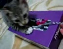 掘り出したい仔猫