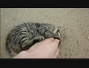 とある田舎の猫事情　～猫紹介編４～