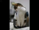 【ゴシゴシなし】ぬこ静止画詰め込みパック【うたわれるといいなぁ】