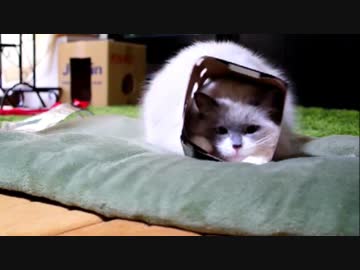 時定くんと紙パックの戦い