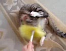 ハタキと格闘する仔猫