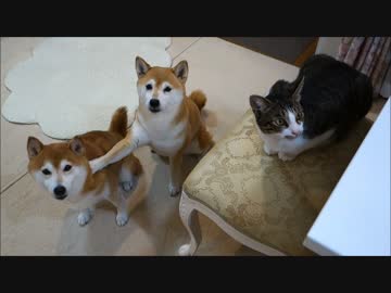 今昔 柴犬ひかいちと猫ミルキー