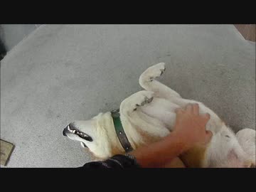 毛もつれわんわん