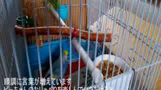 おしゃべり　ピーちゃん②