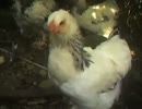 変なおじさんとこの　鶏さん１００　鶏さんを撫で回す動画