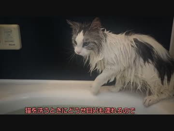 【#259】 のん太と一緒　【猫万歳】