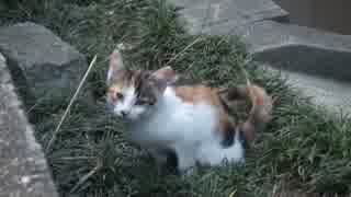 野良ネコさんの赤ちゃんが初めて鳴いた
