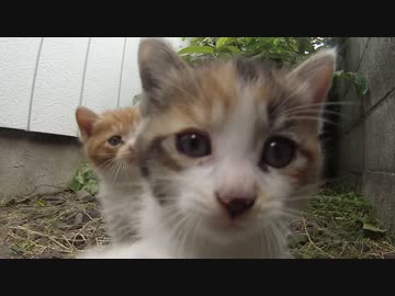 【親猫】ねこの巣にGopro突っ込んでみた。part２【子猫】