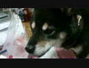 黒柴犬 HIMEのペロペロが止まらない！！