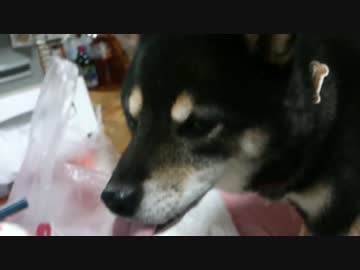 黒柴犬 HIMEのペロペロが止まらない！！
