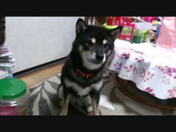 黒柴犬 HIME返事も出来るよ！