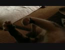 うりの阿波踊り【踊ってみた】