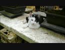 とある田舎の猫事情　～猫紹介編６＋α～
