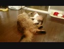 うちの猫が今日もプロレスごっこ