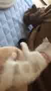 ねこぐらし①