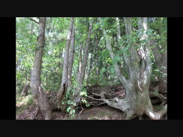 〔ほんの少しのアウトドア〕　散歩と　きのこと　写真撮影　　