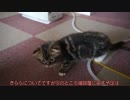 【#261】 質疑応答　【猫万歳】