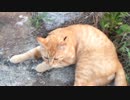 【京都】ふてこい野良？猫 桂川河川敷より