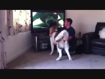 家族を守るためクマに挑もうとする秋田犬