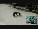 ネコの珍しい懸垂（けんすい）