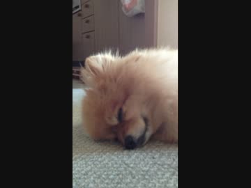 二度寝するポメラニアン。