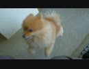 大接近するポメラニアン
